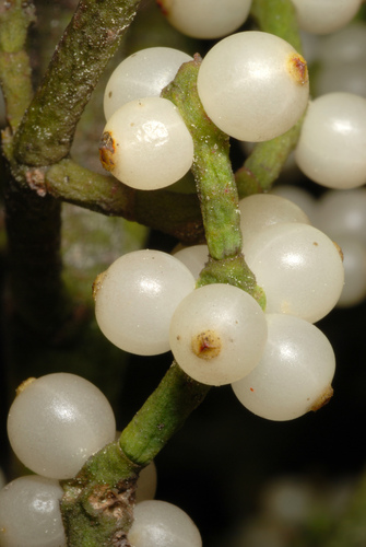 Phoradendron leucarpum — fruit photograph
