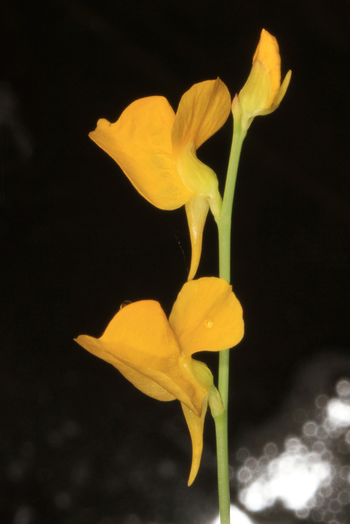 Utricularia cornuta — bloom photograph