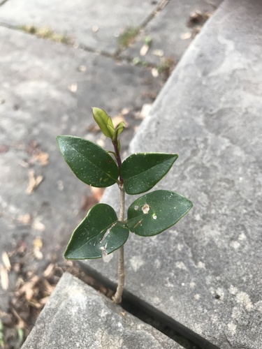 Ligustrum japonicum — foliage photograph