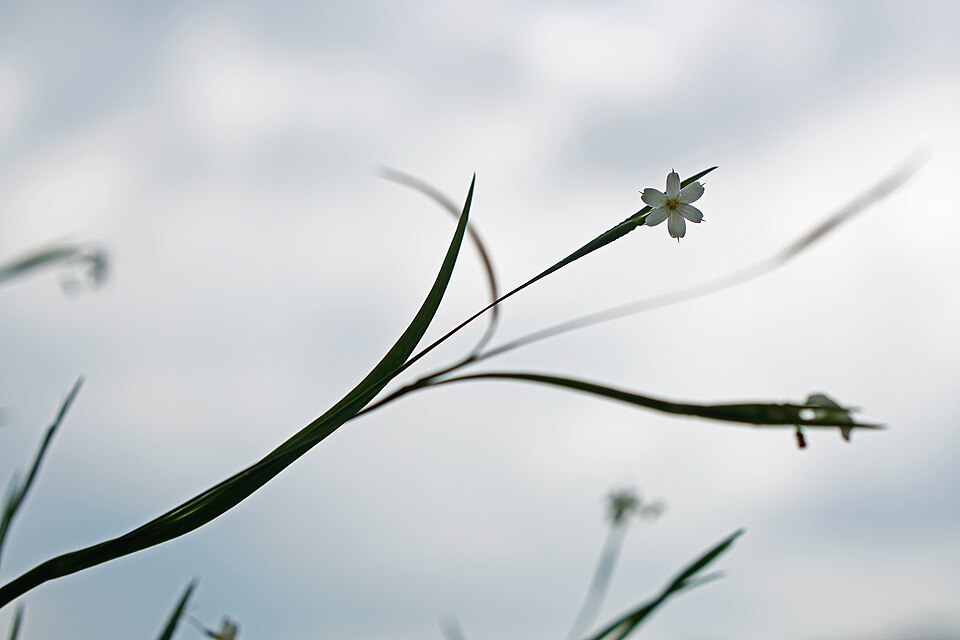Sisyrinchium dichotomum — bloom photograph