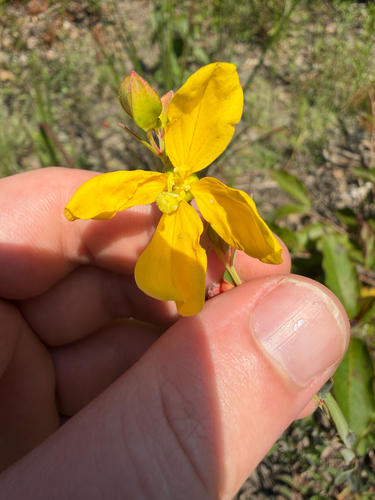 Ludwigia virgata — flower photograph