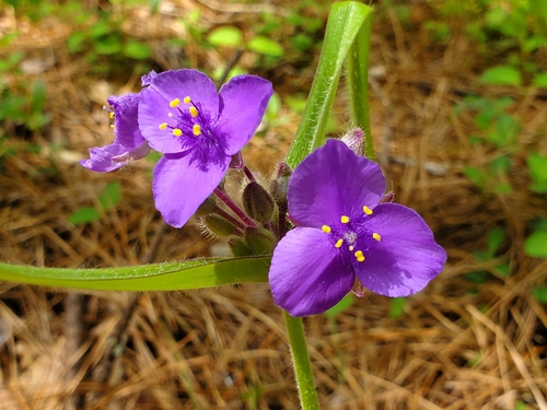 Tradescantia hirsuticaulis — flower photograph