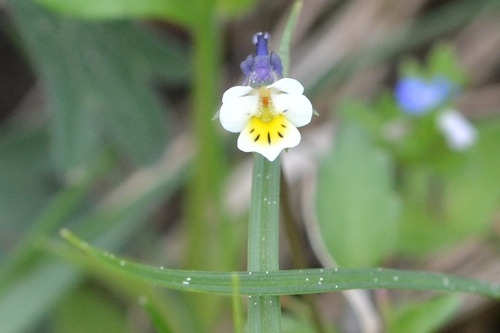 Viola arvensis — flower photograph