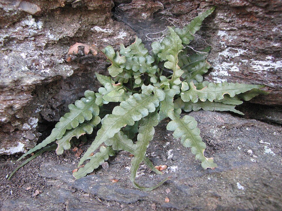 Asplenium pinnatifidum — whole photograph