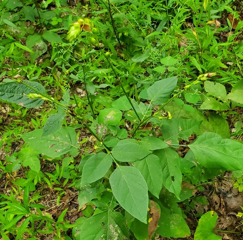 Desmodium cuspidatum photograph