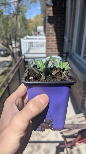 Viola sagittata — whole photograph