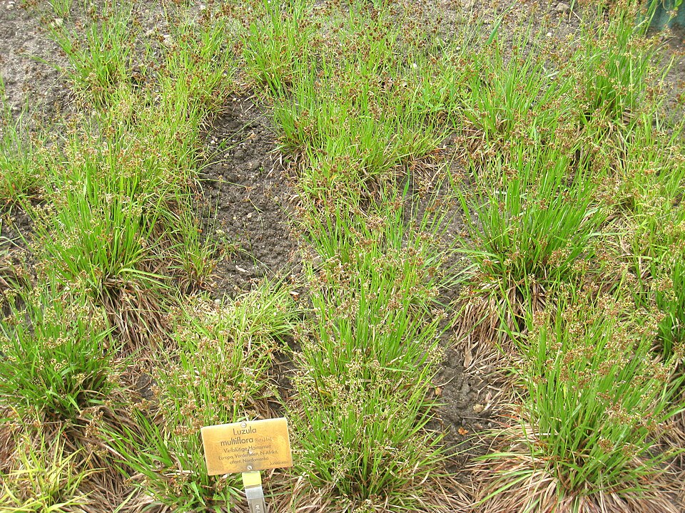 Luzula multiflora — whole photograph