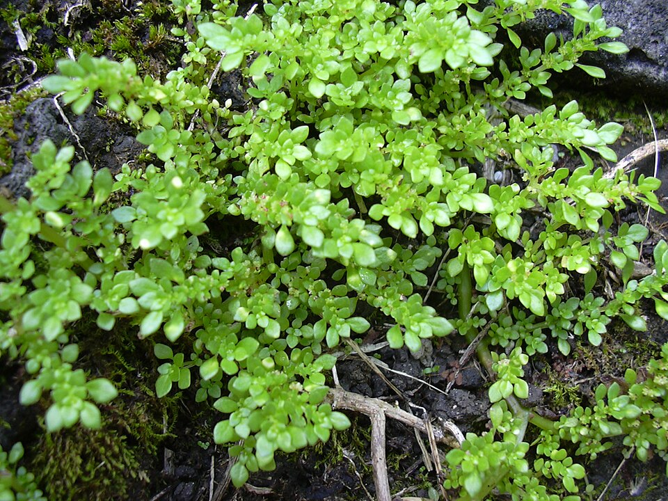 Pilea microphylla — whole photograph