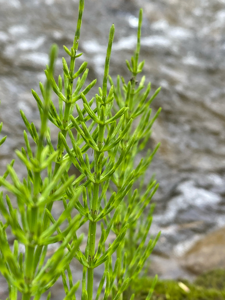 Equisetum arvense — foliage photograph