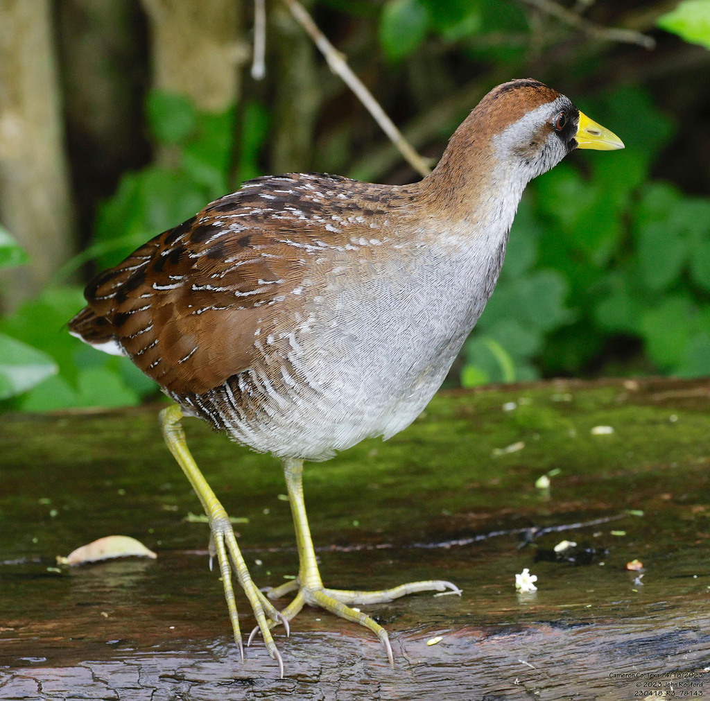 Adult Sora, whole bird