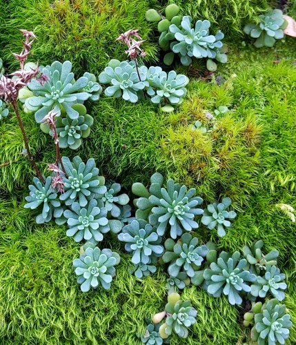 Sedum glaucophyllum — foliage photograph