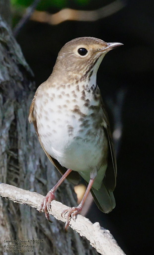 Adult Swainson's Thrush, whole bird
