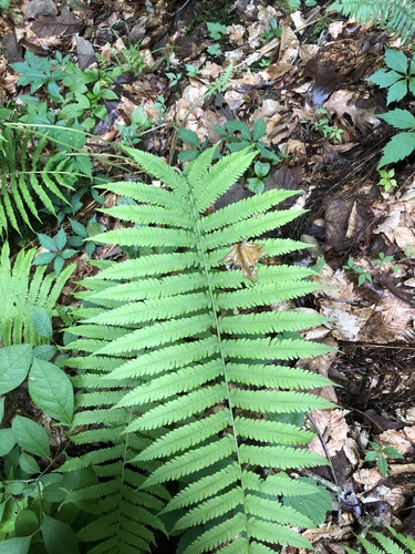 Christella hispidula — foliage photograph