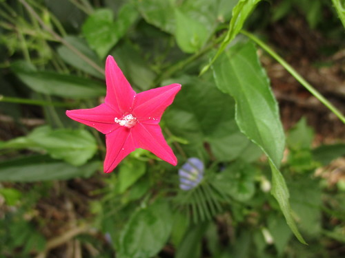 Ipomoea quamoclit — flower photograph