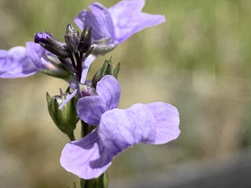 Linaria texana — flower photograph