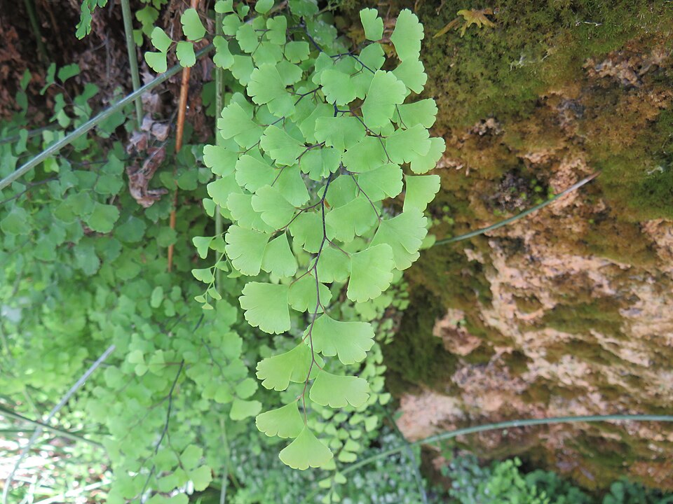 Adiantum capillus-veneris — foliage photograph