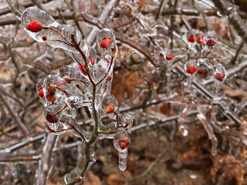 Rosa multiflora — fruit photograph