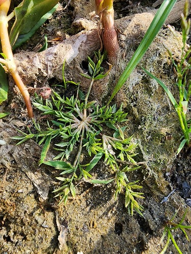 Eragrostis hypnoides — whole photograph