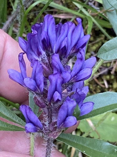 Pediomelum subacaule — flower photograph