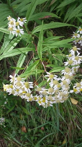 Doellingeria umbellata photograph