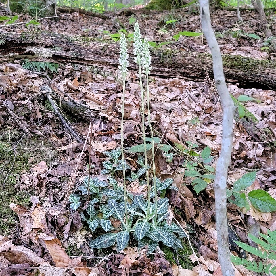 Goodyera pubescens — bloom photograph
