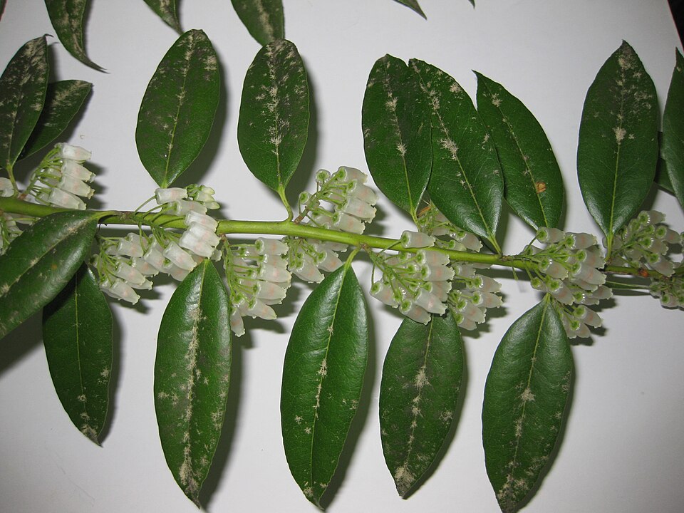 Agarista populifolia — bloom photograph