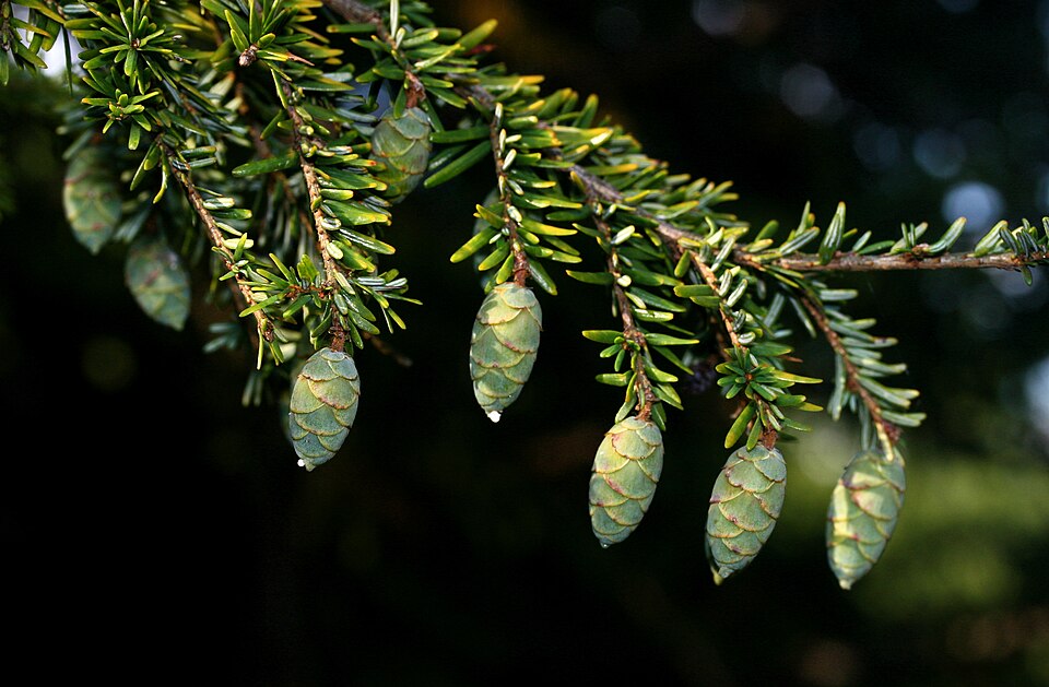Tsuga canadensis — cone photograph
