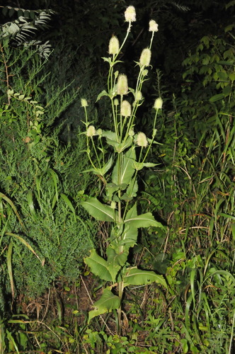 Dipsacus laciniatus — whole plant photograph