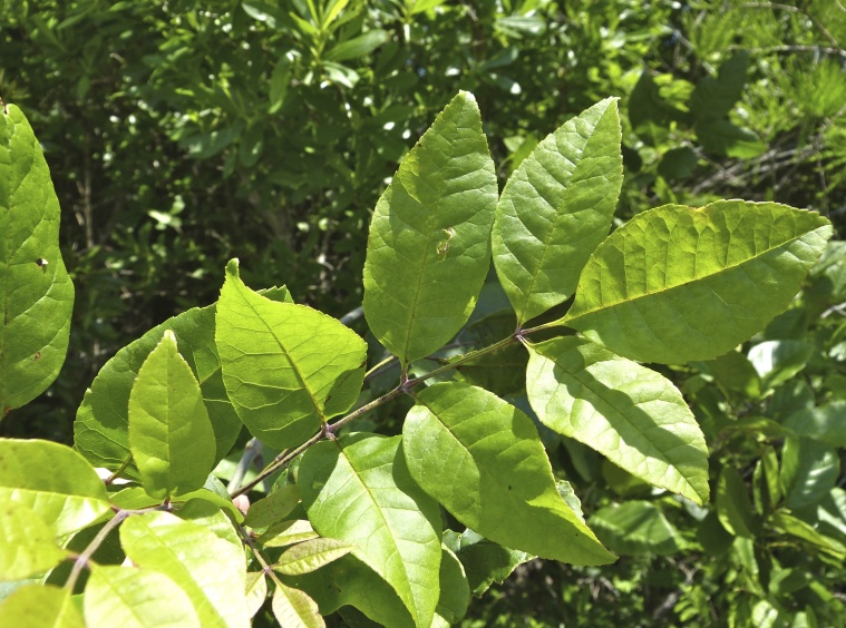 Fraxinus caroliniana — leaf photograph