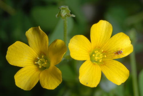 Oxalis dillenii — flower photograph