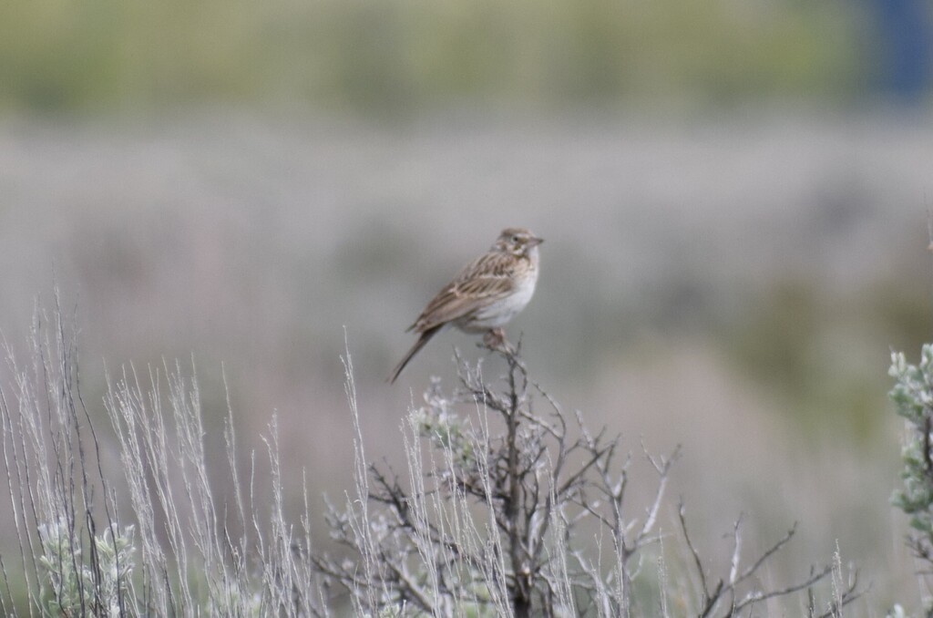 Adult Vesper Sparrow, whole bird
