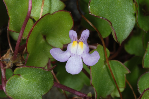 Cymbalaria muralis — flower photograph