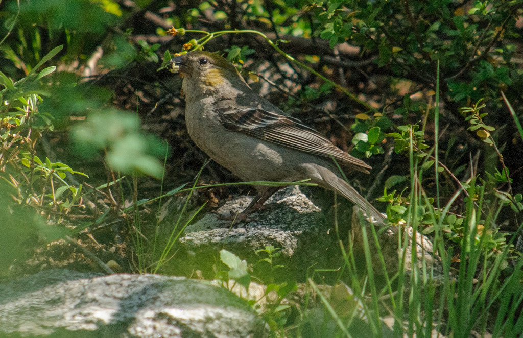 Female Pine Grosbeak, whole bird