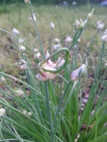 Allium canadense — flowers/bulbils photograph
