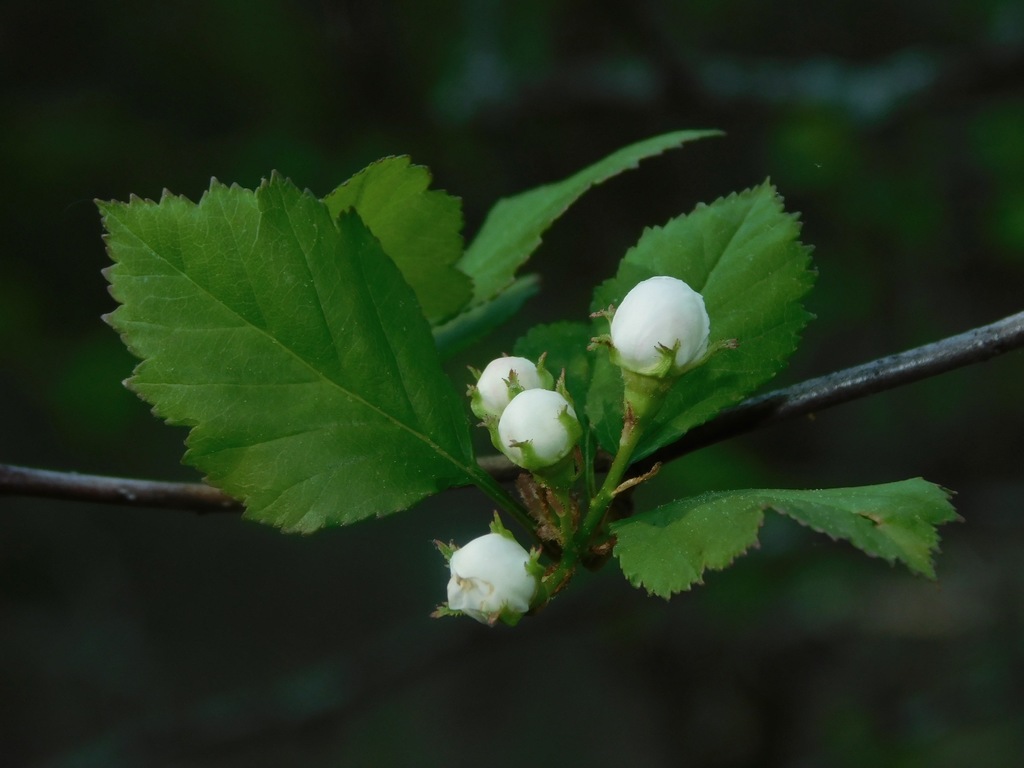 Crataegus intricata — bud photograph
