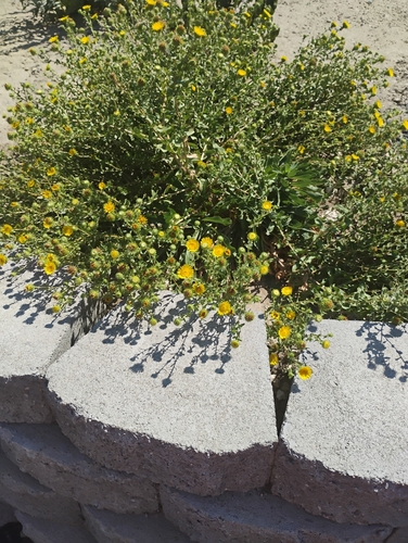 Grindelia squarrosa — flower photograph