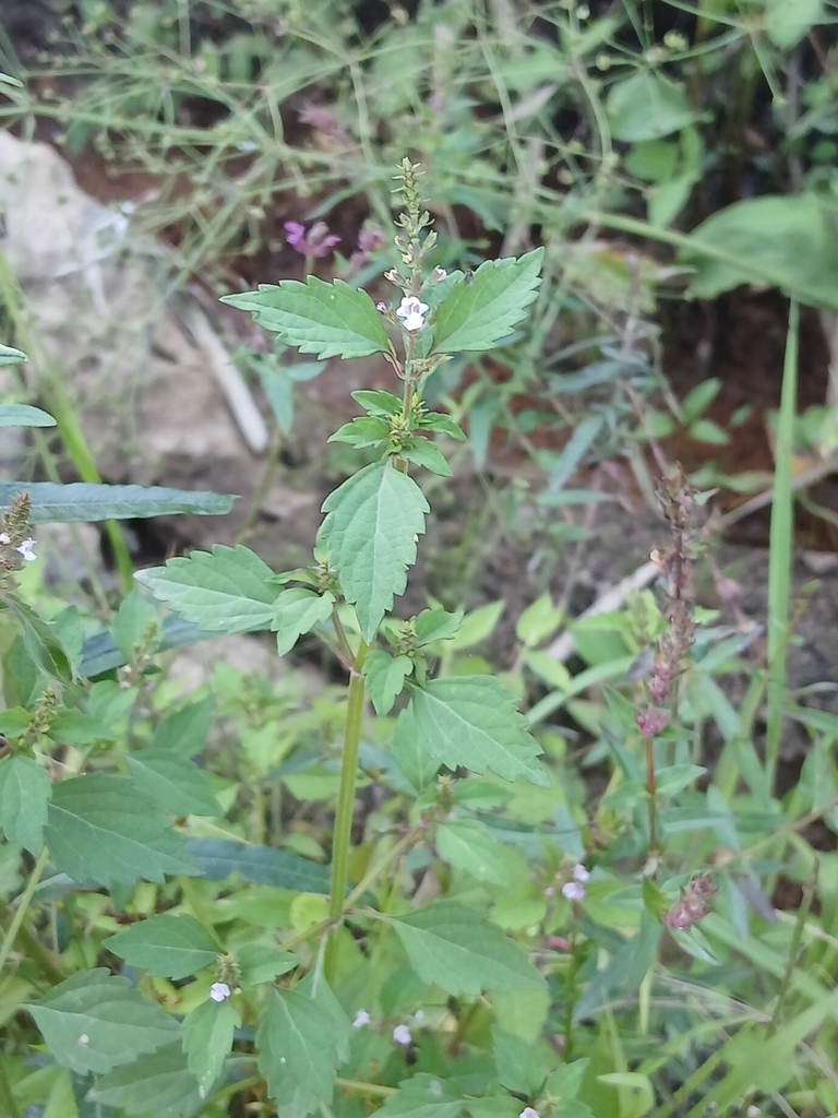Mosla dianthera — foliage photograph