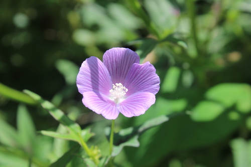 Anoda cristata — flower photograph