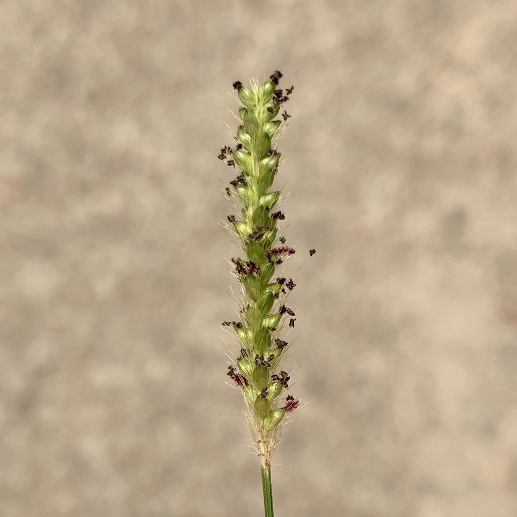 Setaria parviflora — fruit photograph