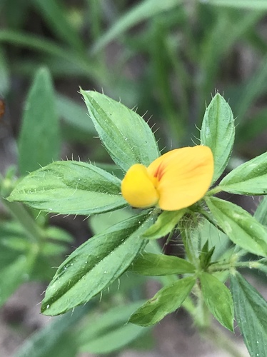 Stylosanthes biflora — whole photograph