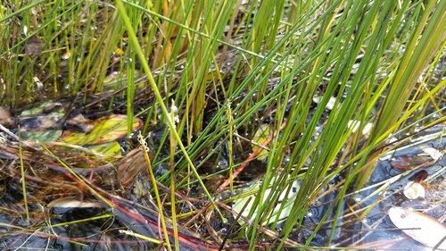 Eleocharis robbinsii — whole photograph