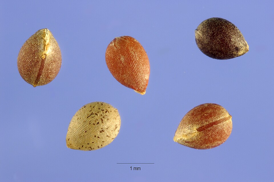 Acalypha virginica — fruit photograph