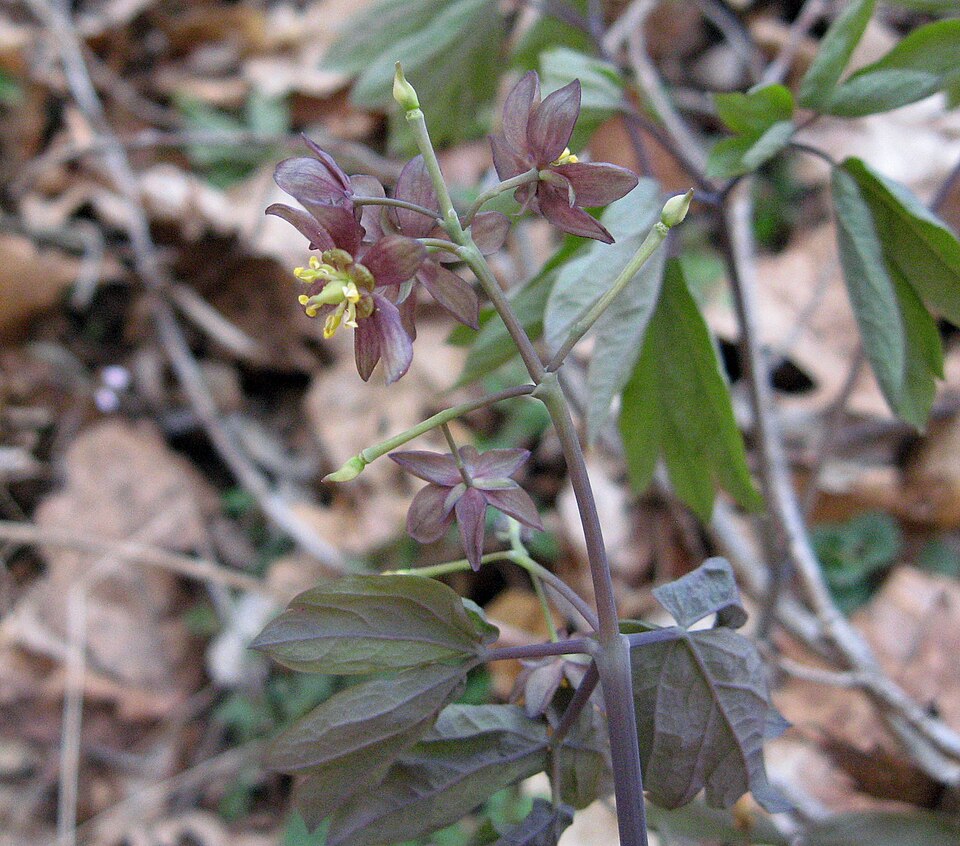 Caulophyllum giganteum — bloom photograph