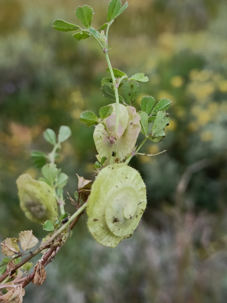 Medicago orbicularis — fruit photograph