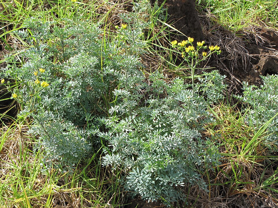 Ruta graveolens — whole photograph