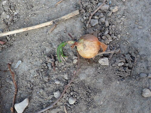 Allium cepa — whole plant photograph