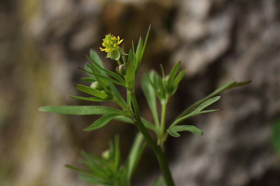 Ranunculus allegheniensis — flower photograph
