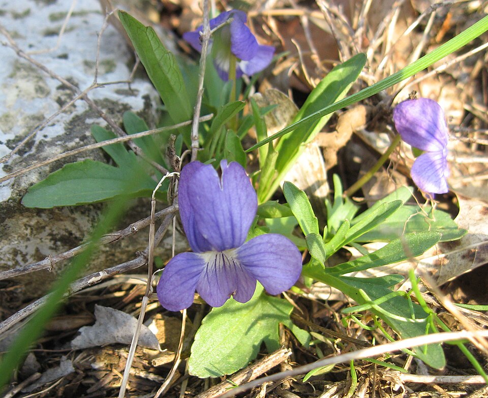 Viola egglestonii — flower photograph