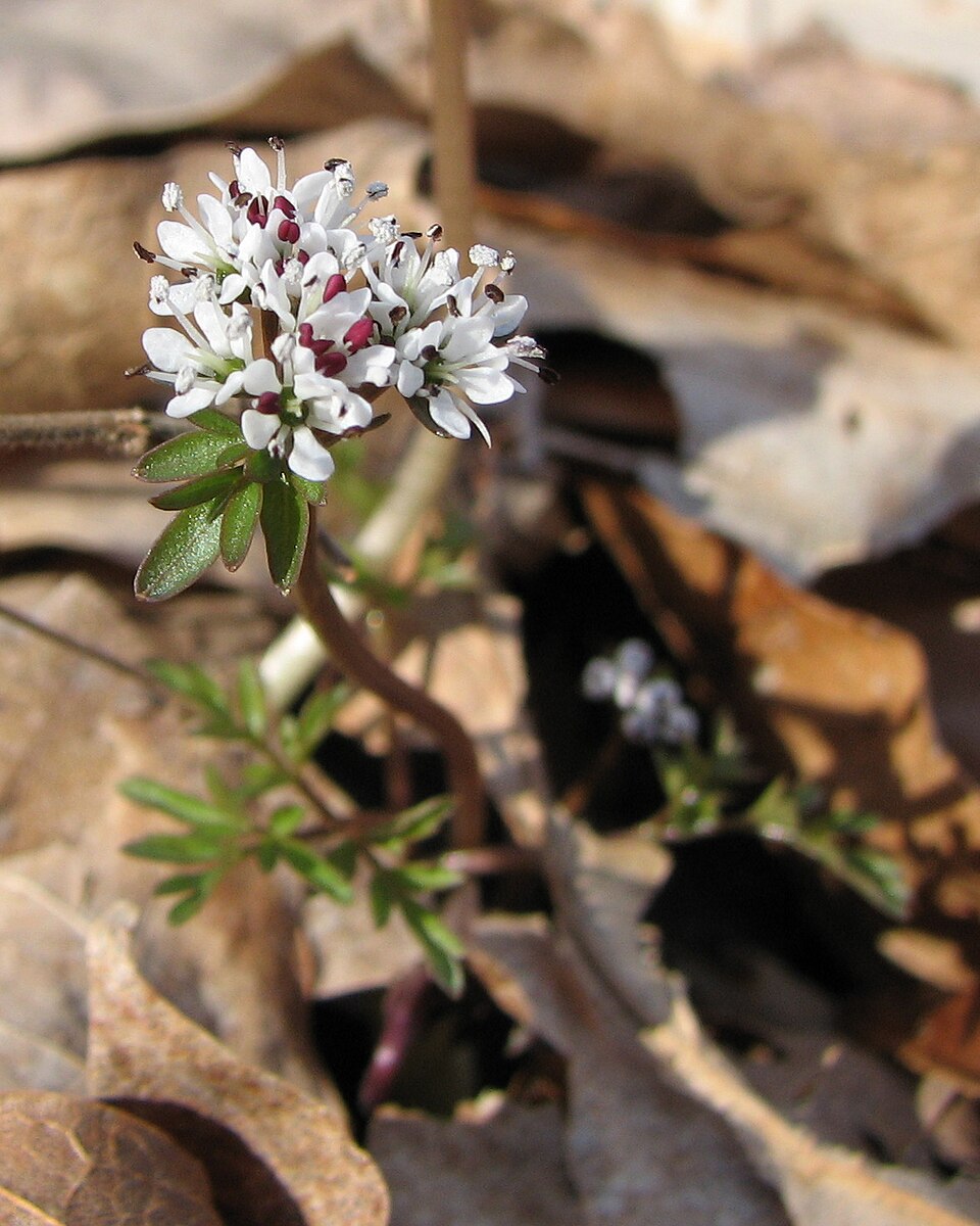 Erigenia bulbosa — bloom photograph