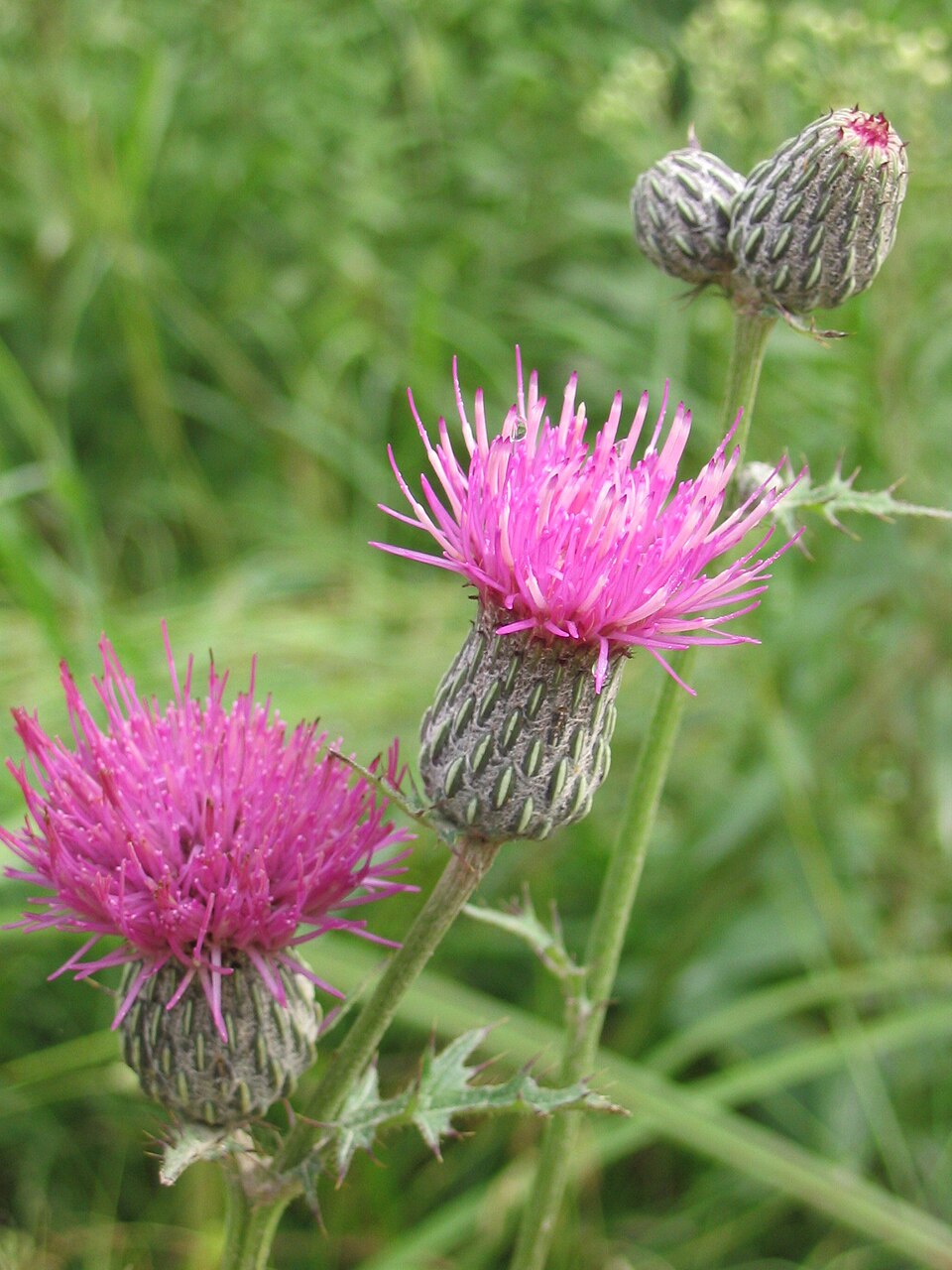 Cirsium muticum — bloom photograph